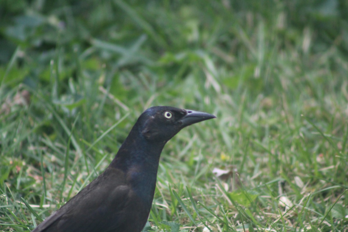 Common Grackle - ML618503486