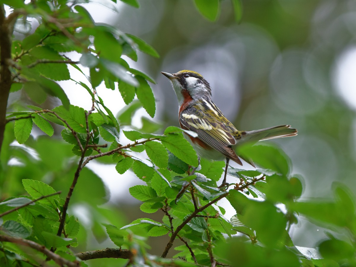 Chestnut-sided Warbler - Dina Perry