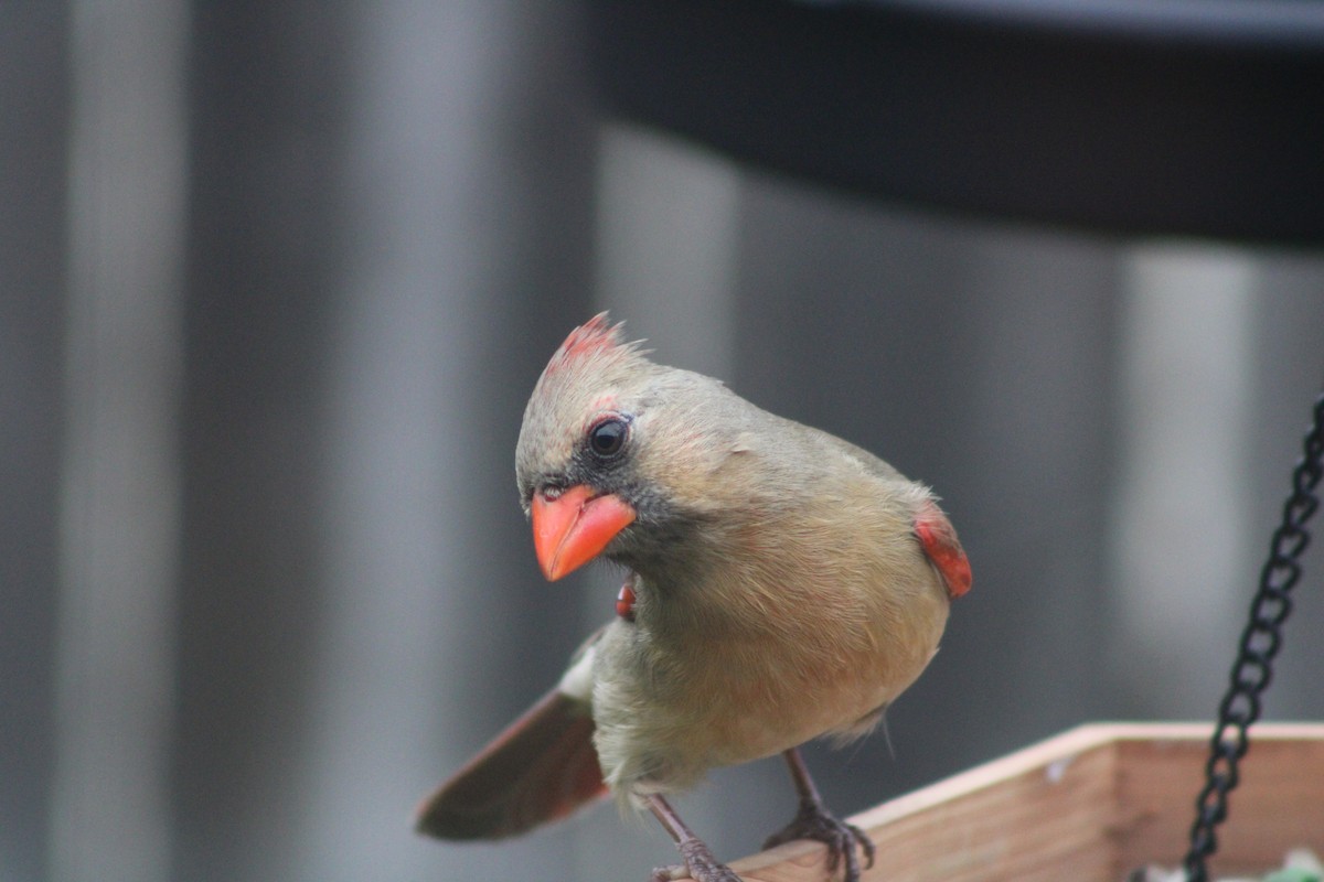 Northern Cardinal - ML618503513