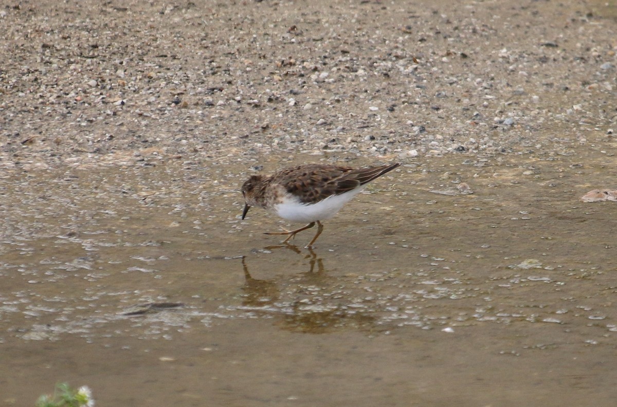 Temminck's Stint - Paul Roast