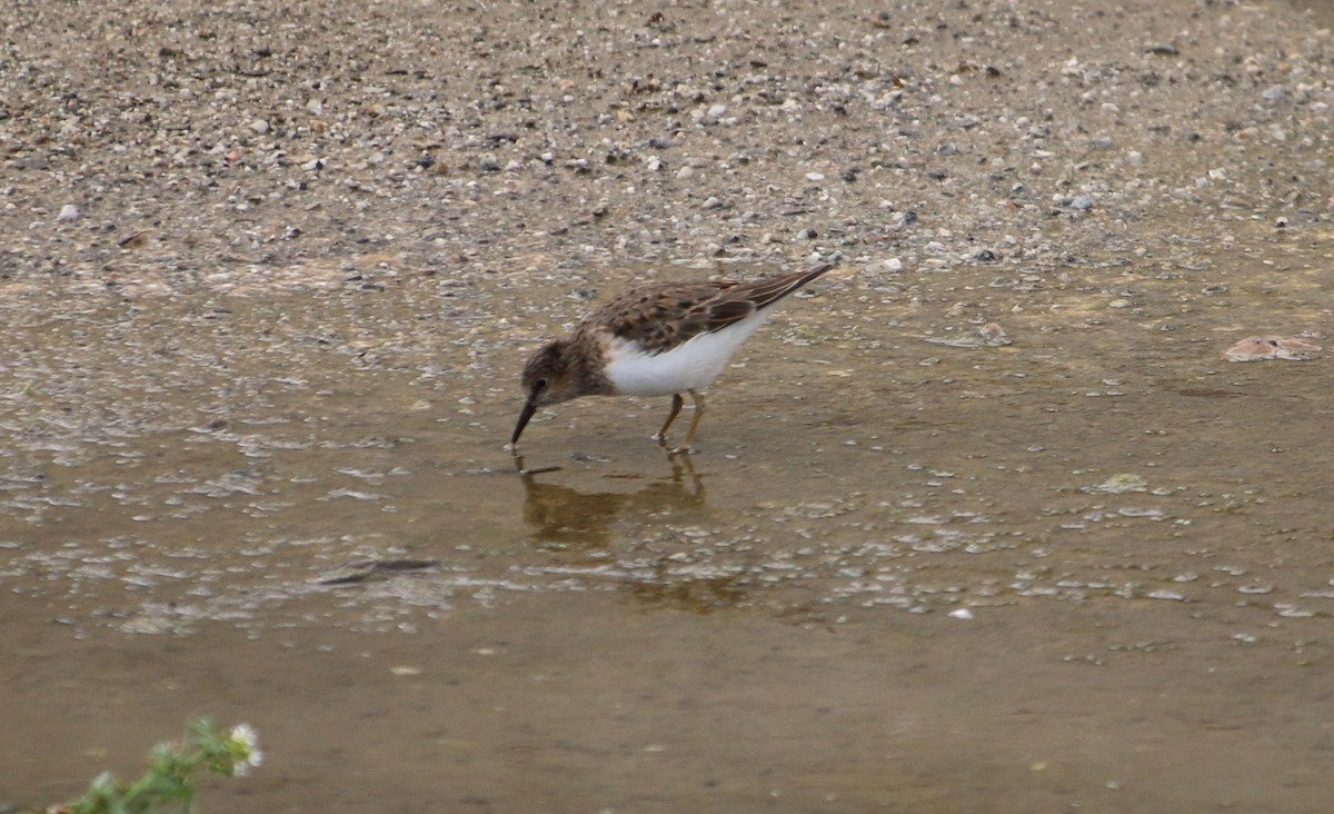 Temminck's Stint - Paul Roast