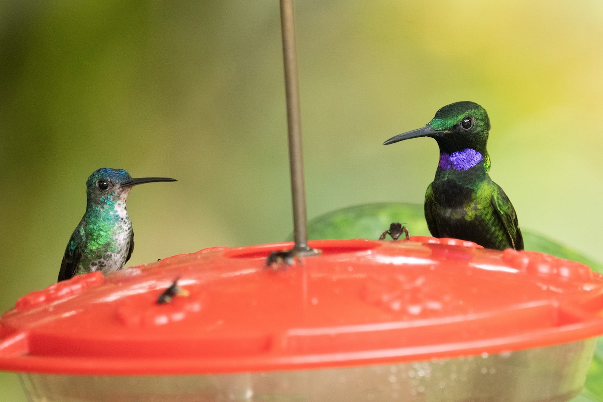 Black-throated Brilliant - Ross Bartholomew