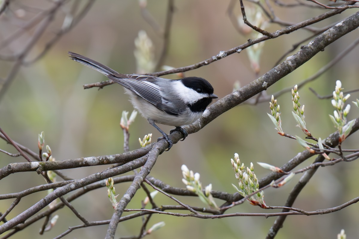 Black-capped Chickadee - Warren Whaley