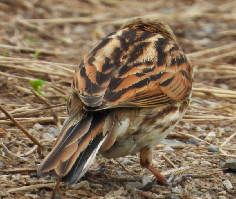 Reed Bunting - Stephen Dunstan