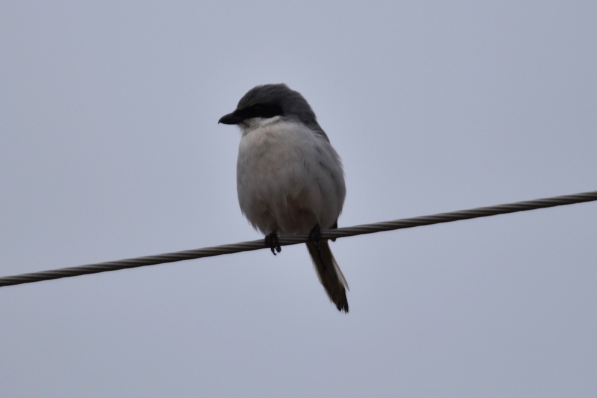 Loggerhead Shrike - Ben Stubbs