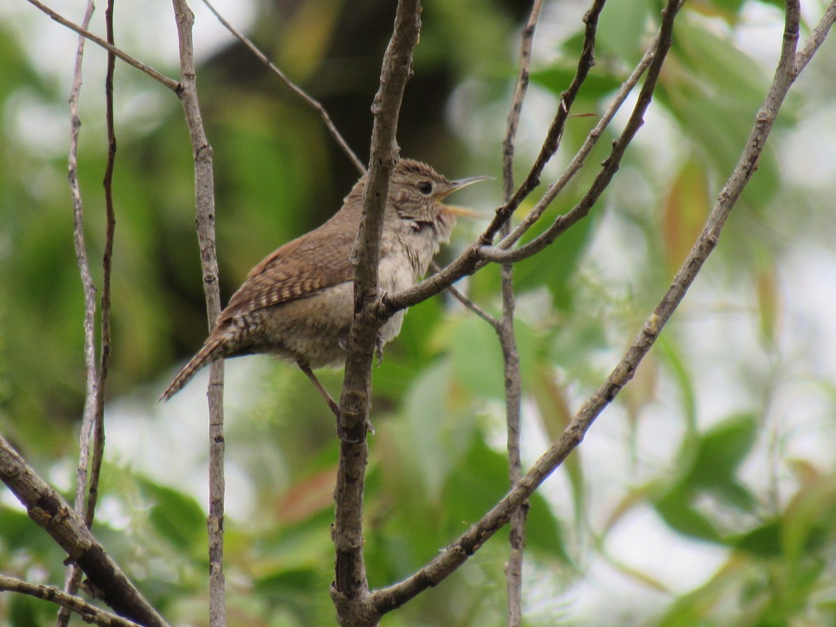 House Wren - Celeste LaFleur