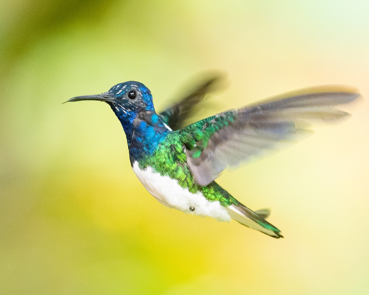 White-necked Jacobin - ML618503599