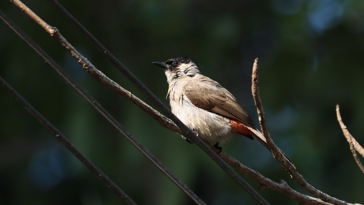 Sooty-headed Bulbul - ML618503606