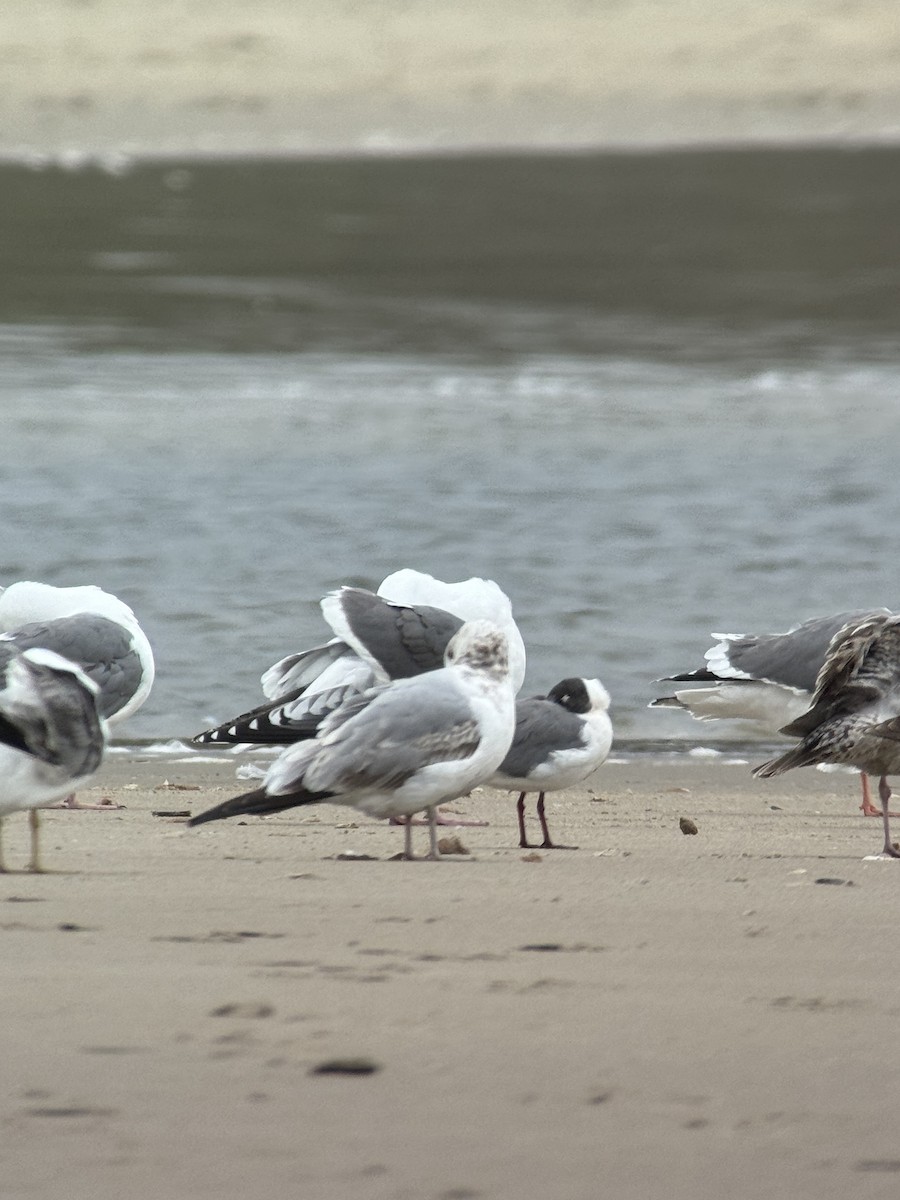 Laughing Gull - ML618503610