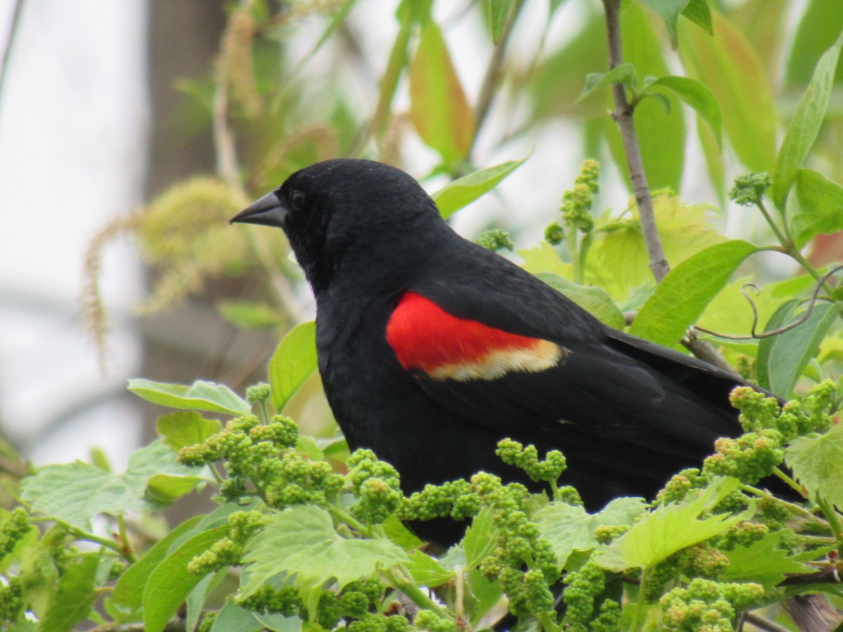 Red-winged Blackbird - Celeste LaFleur