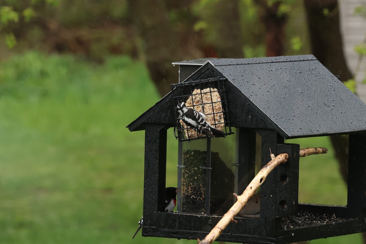 Downy Woodpecker - Marie Provost