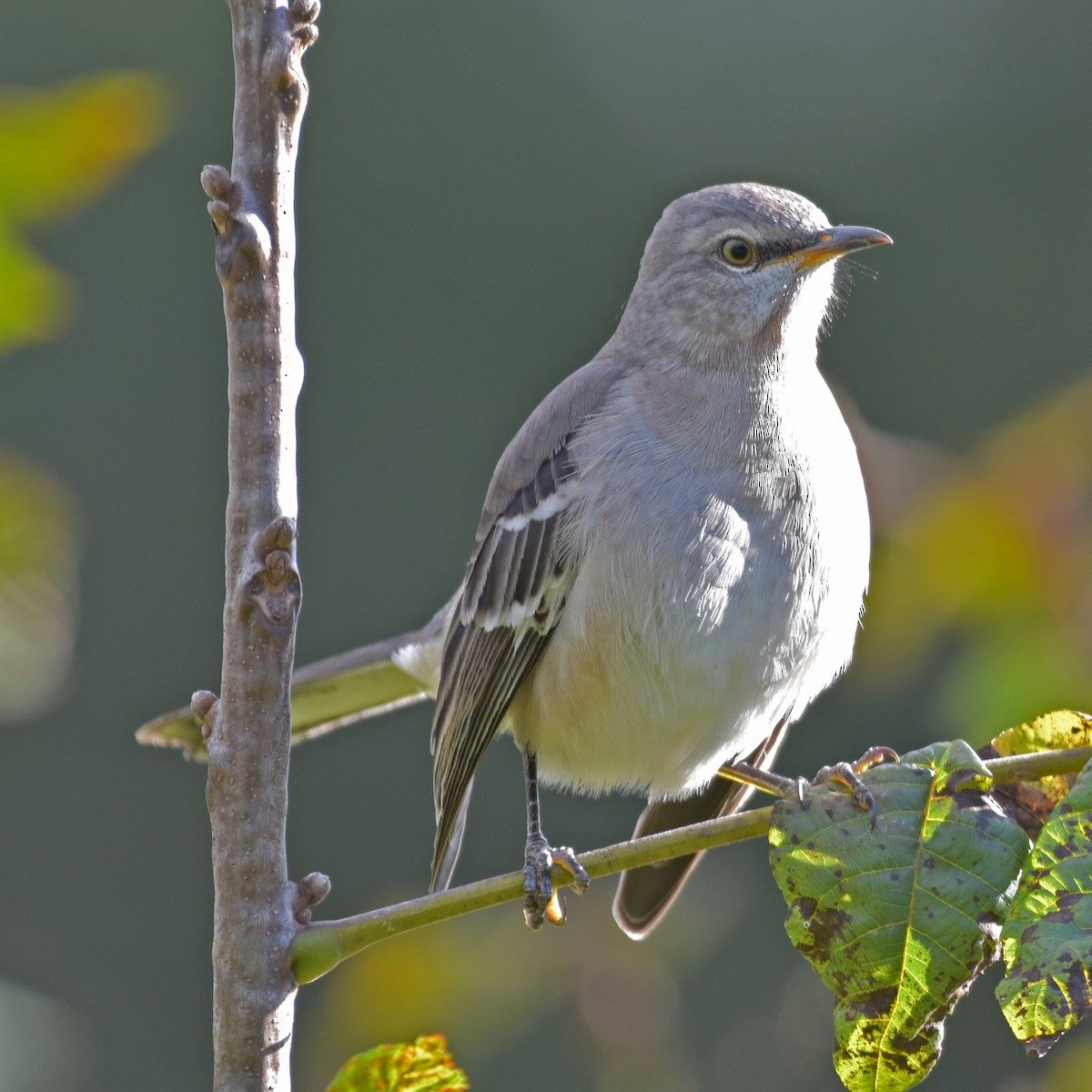 Northern Mockingbird - Laura  Wolf