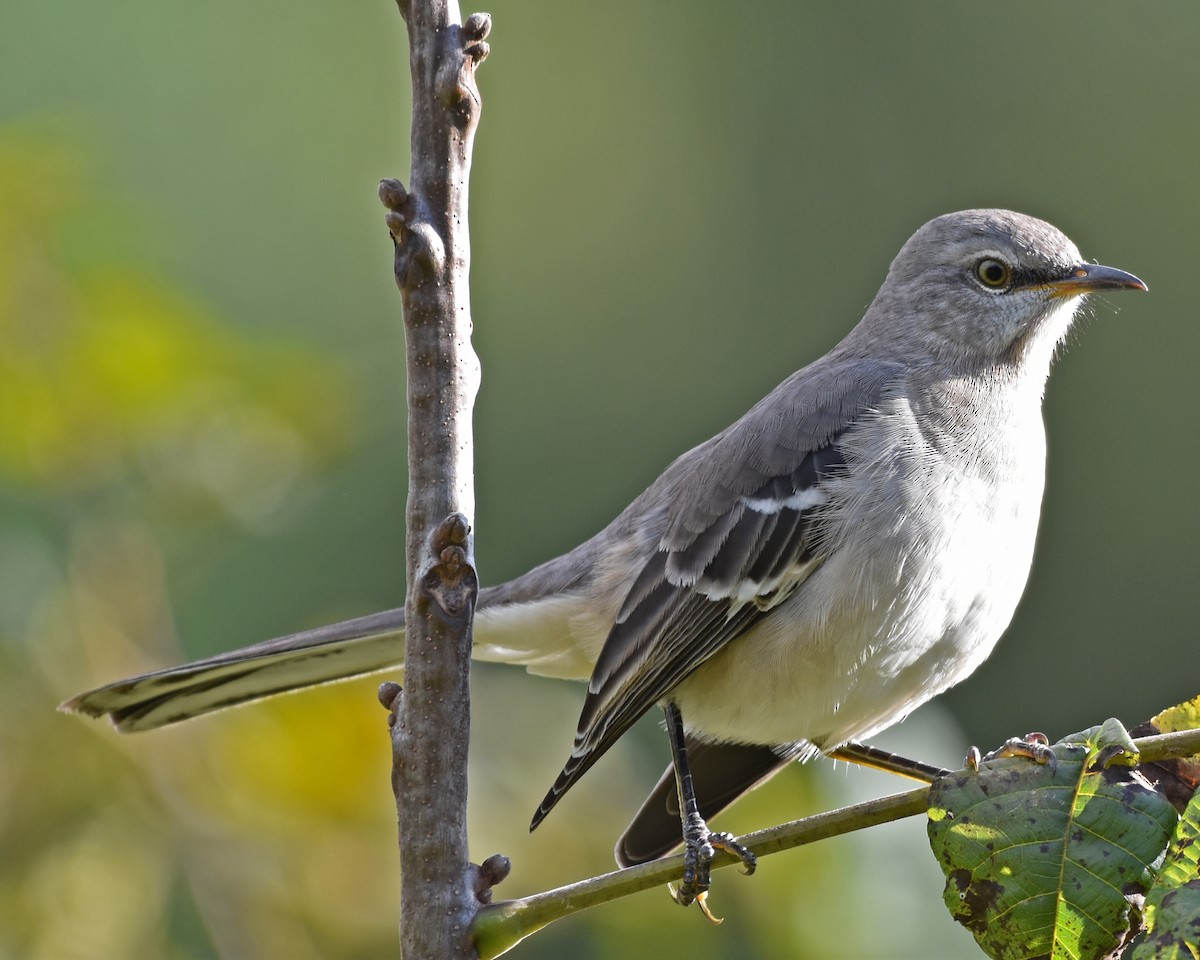 Northern Mockingbird - ML618503620