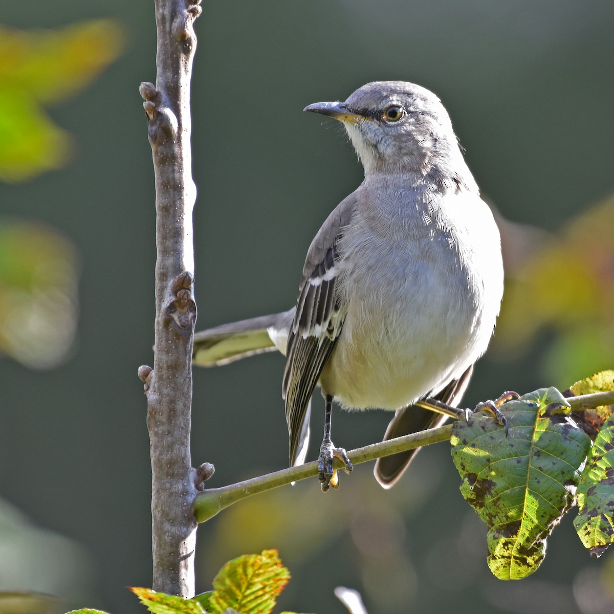 Northern Mockingbird - ML618503621