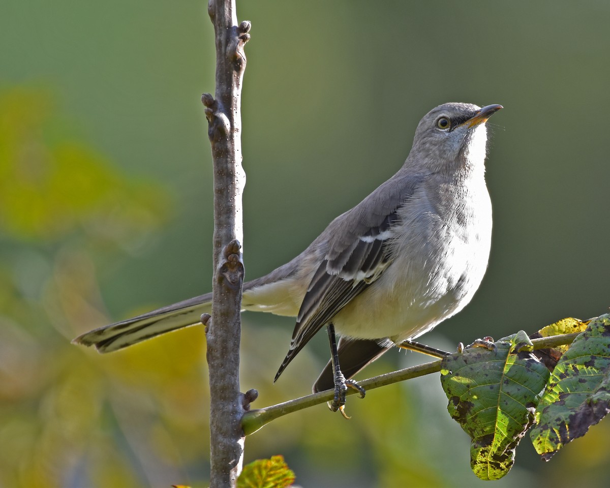 Northern Mockingbird - ML618503622