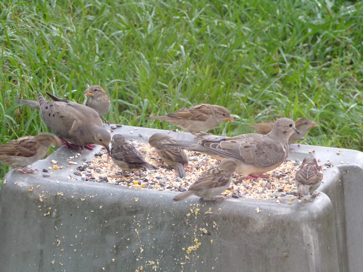 House Sparrow - Texas Bird Family