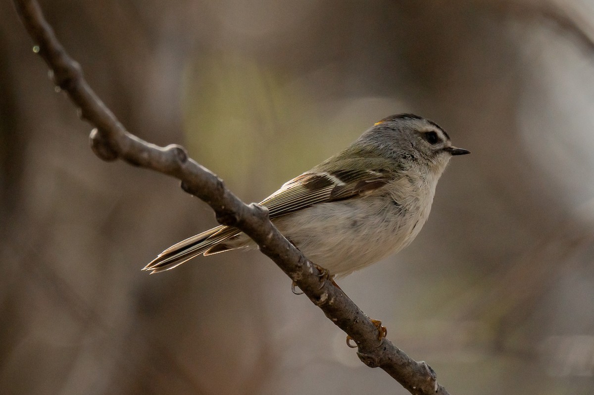 Golden-crowned Kinglet - ML618503661