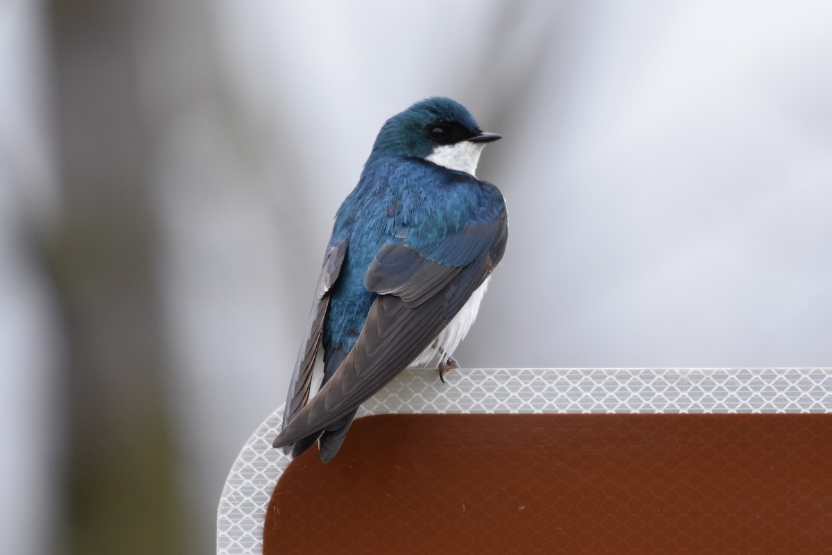 Tree Swallow - ML618503667