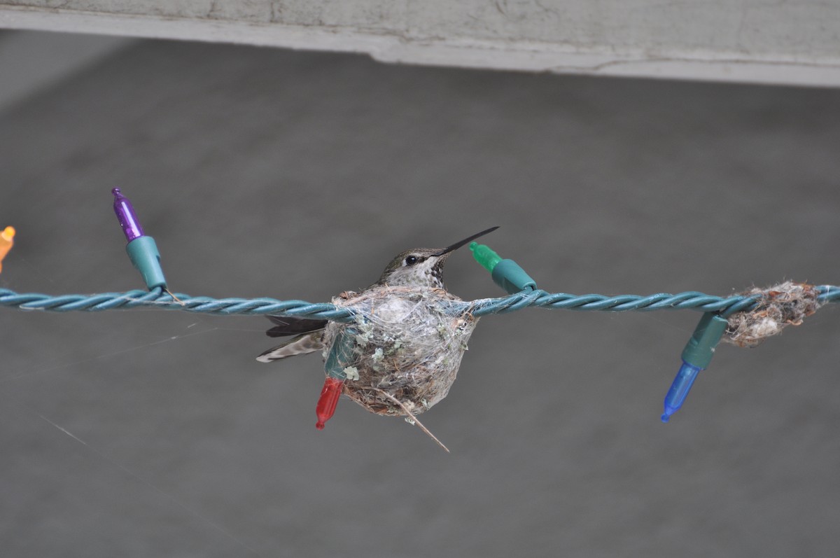 Anna's Hummingbird - Kurt Miethke