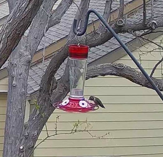 Black-chinned Hummingbird - Anonymous