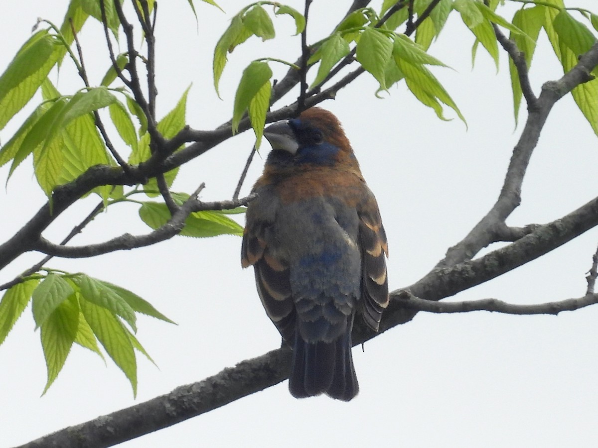 Blue Grosbeak - Urs Geiser