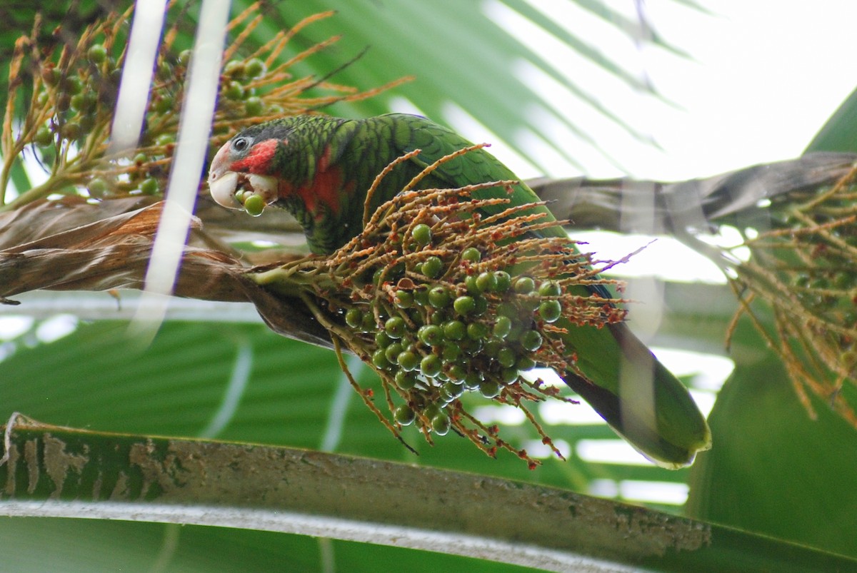 サクラボウシインコ（caymanensis／hesterna） - ML618503729