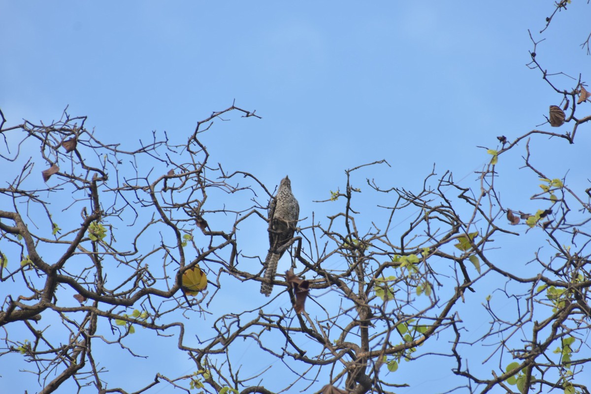 Asian Koel - Anuj Kumar