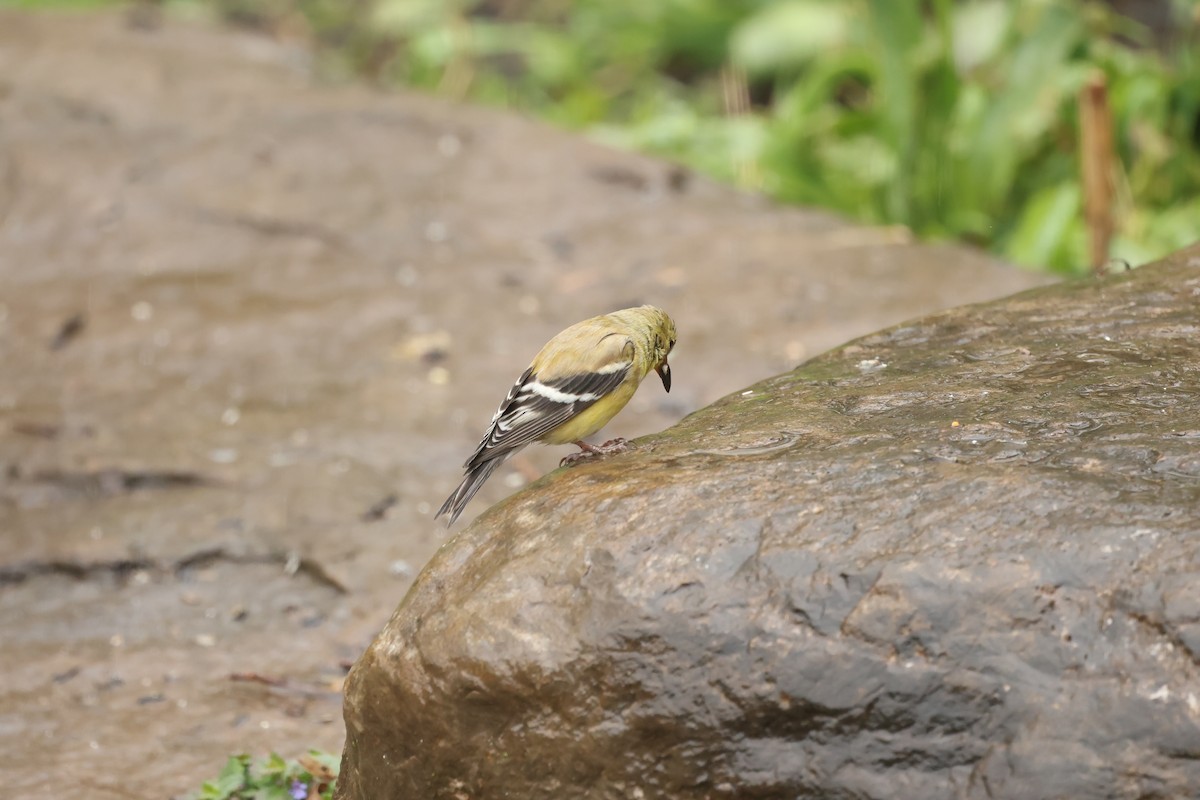 American Goldfinch - ML618503741