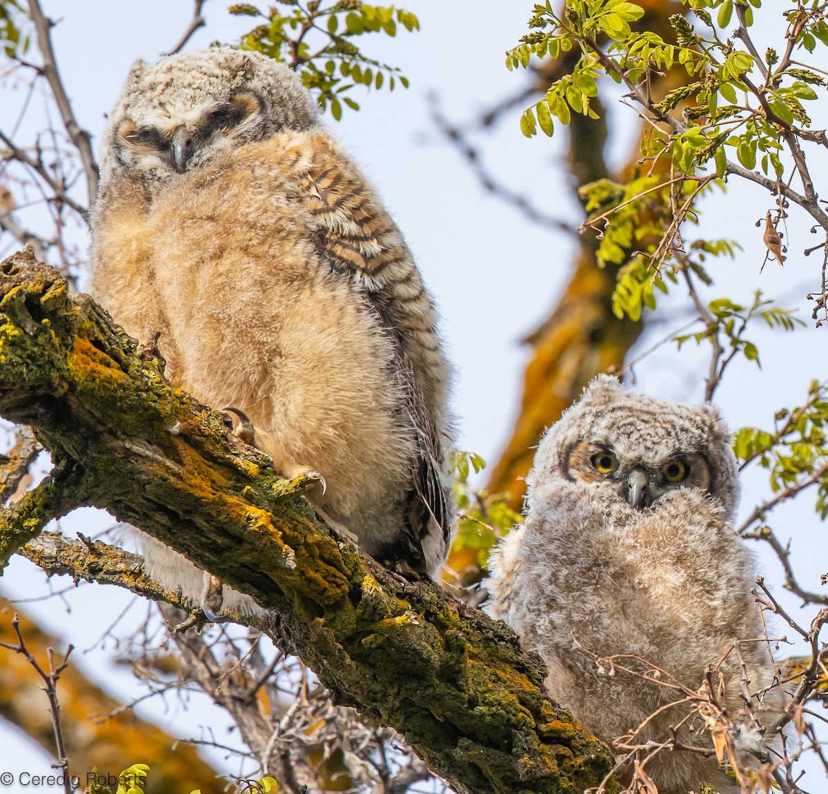 Great Horned Owl - ML618503744