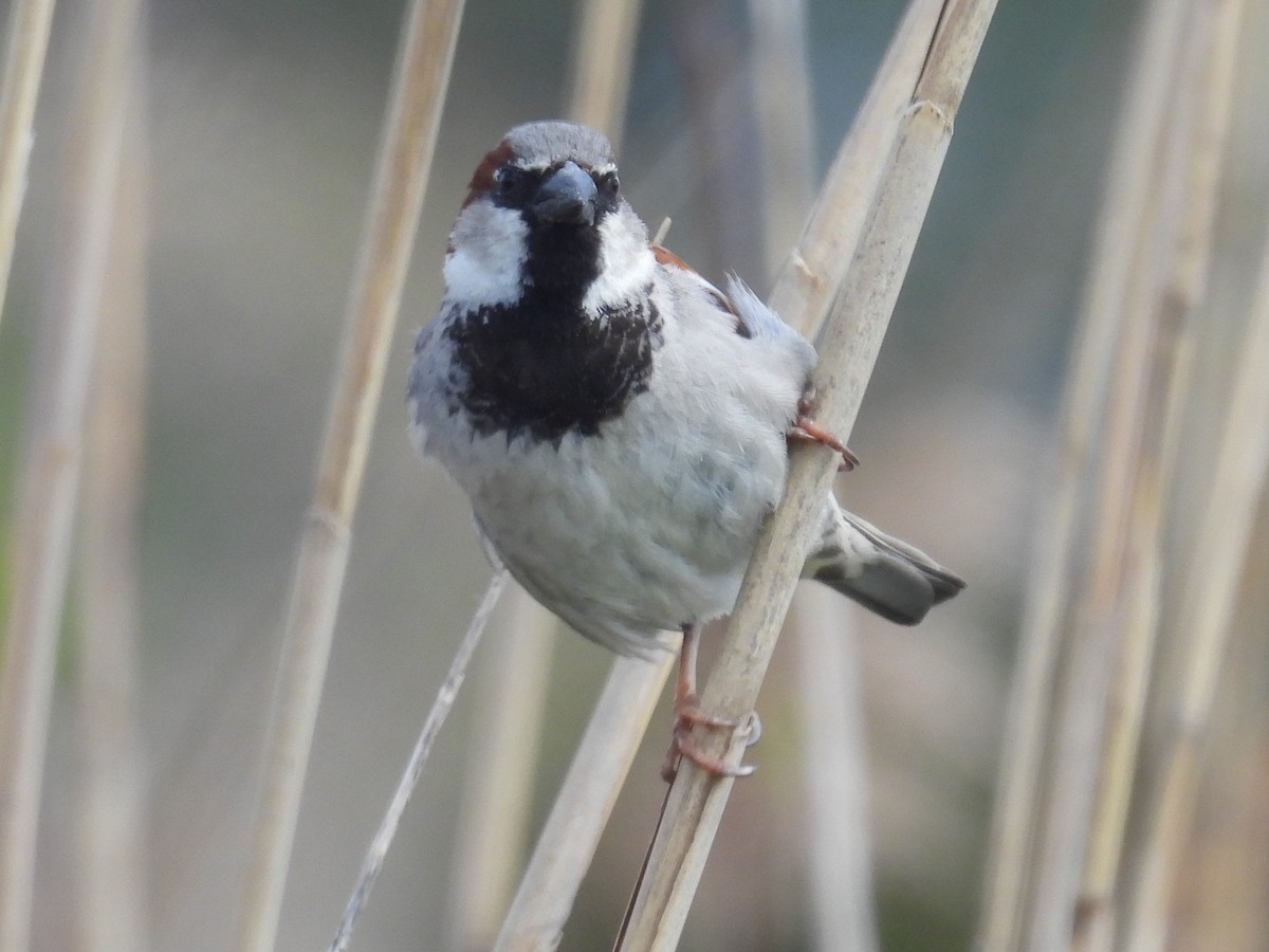 House Sparrow - Gary Hantsbarger