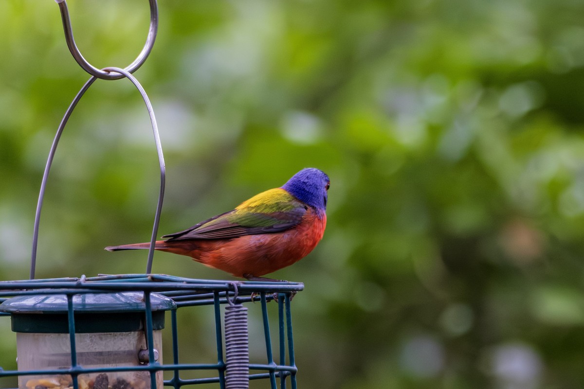 Painted Bunting - Michael Gilbert