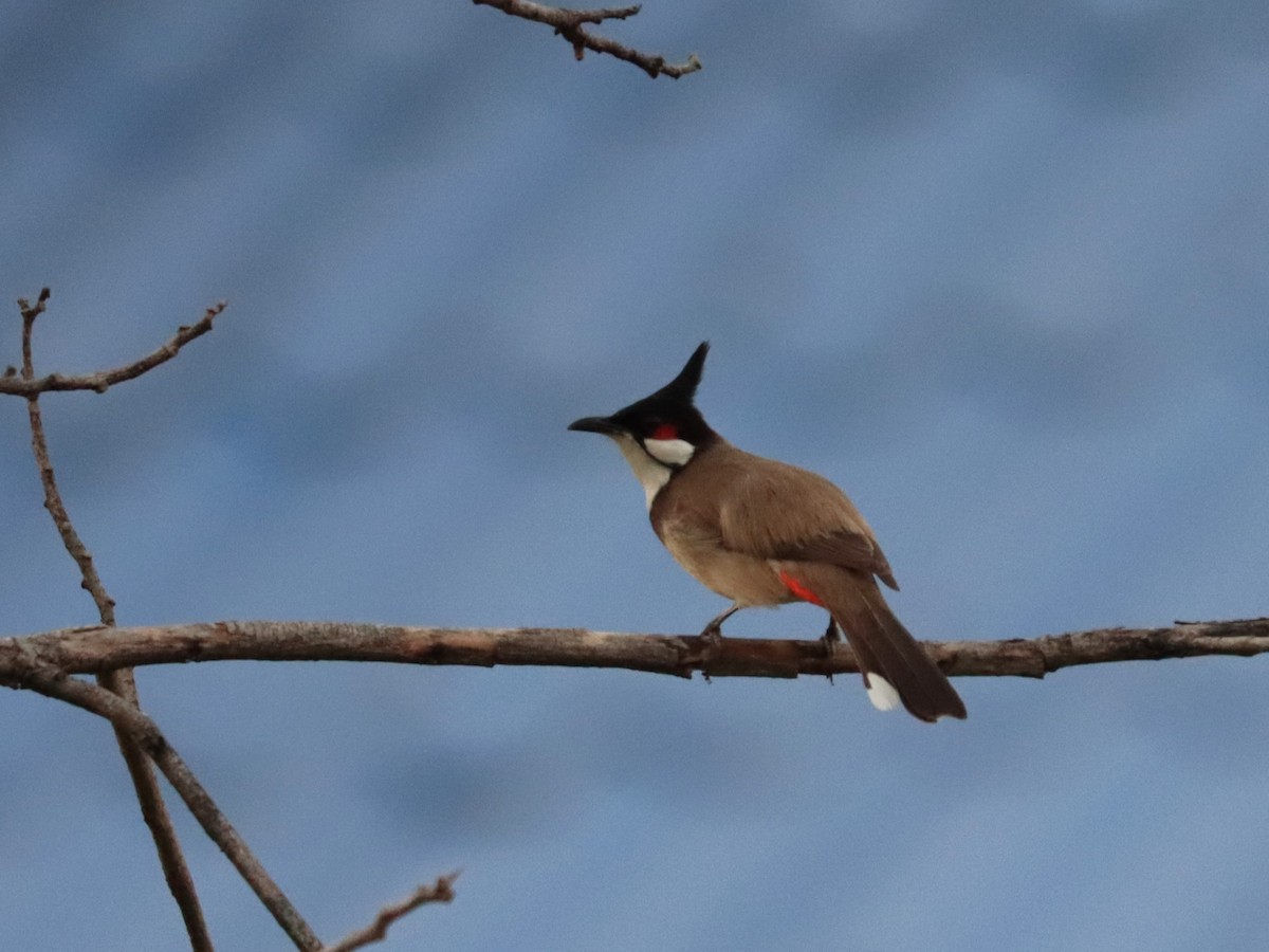 Red-whiskered Bulbul - ML618503768