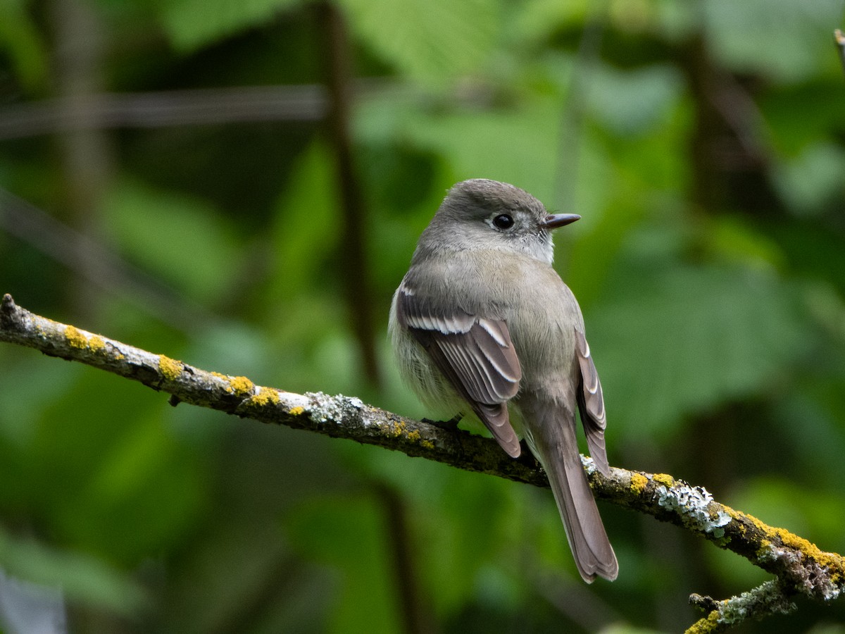 Hammond's Flycatcher - Molly LeCompte