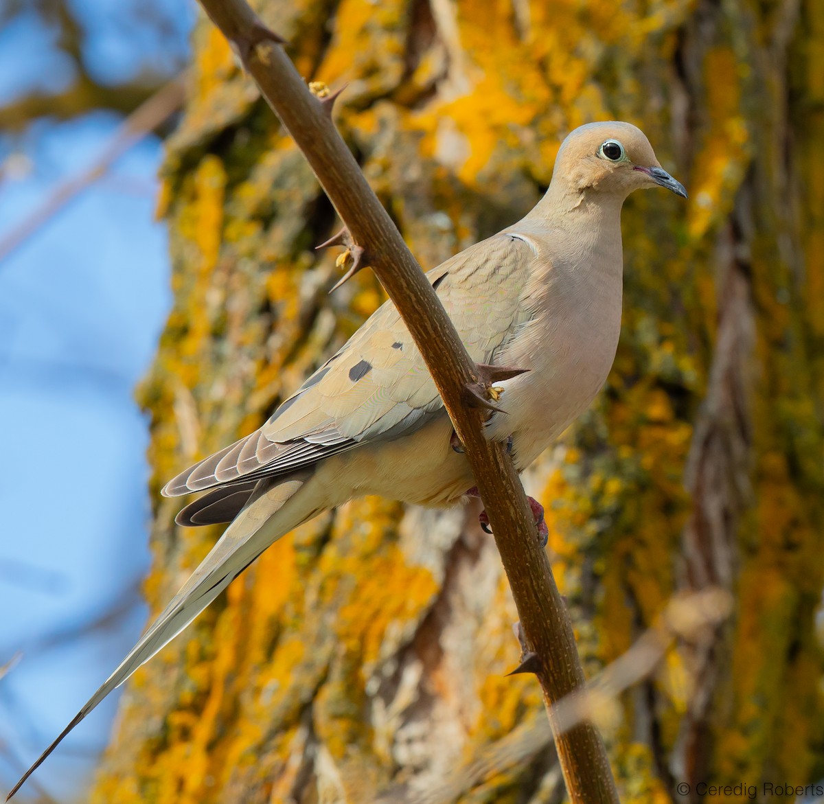 Mourning Dove - ML618503778