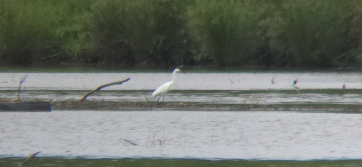 Snowy Egret - ML618503782