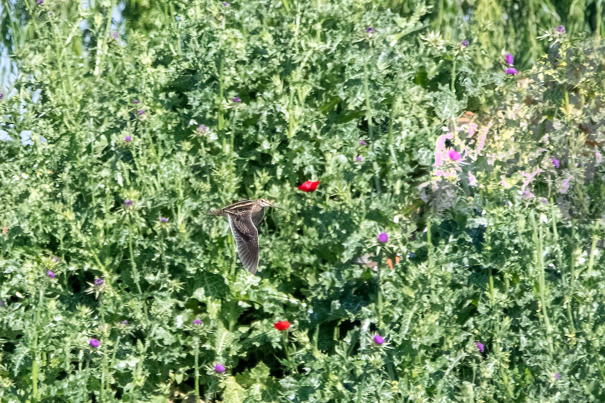 Common Snipe - ML618503815