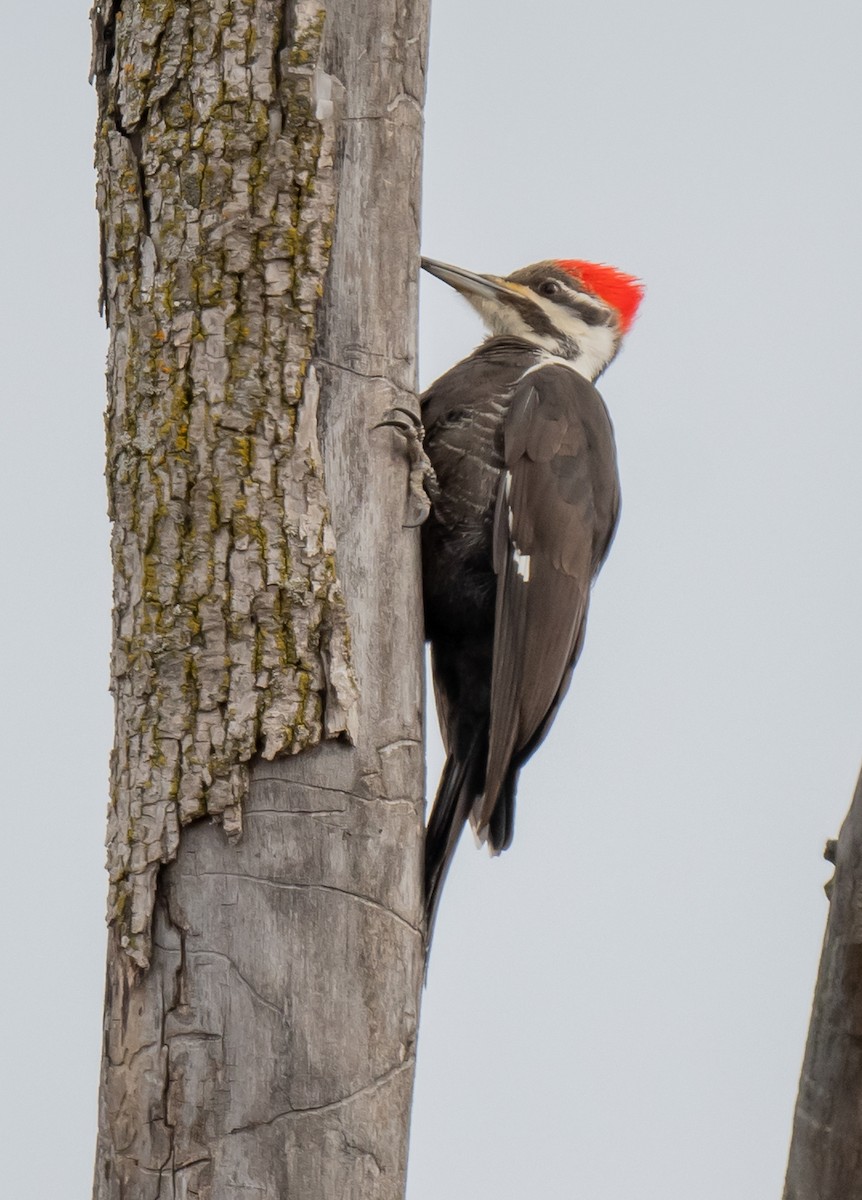 Pileated Woodpecker - ismael chavez