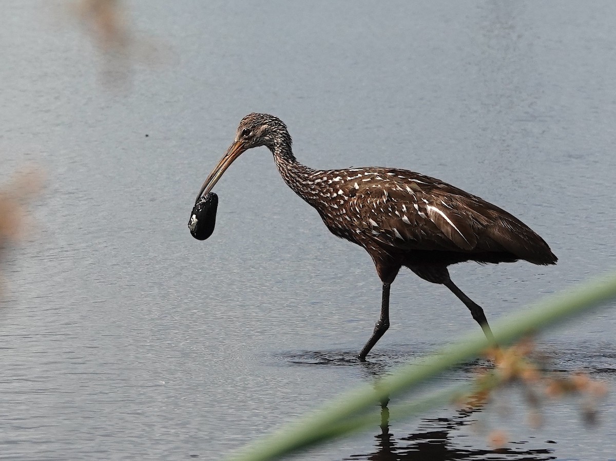 Limpkin - ML618503844