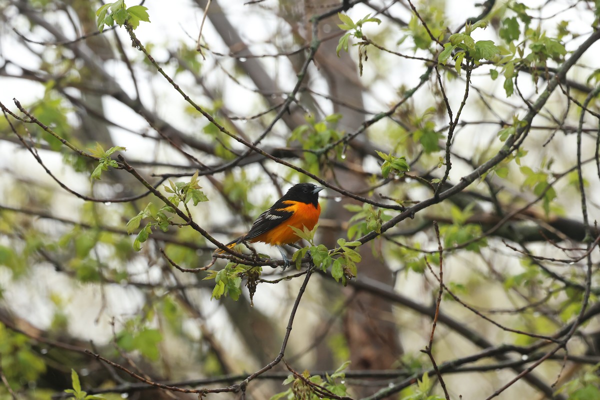 Baltimore Oriole - ML618503848