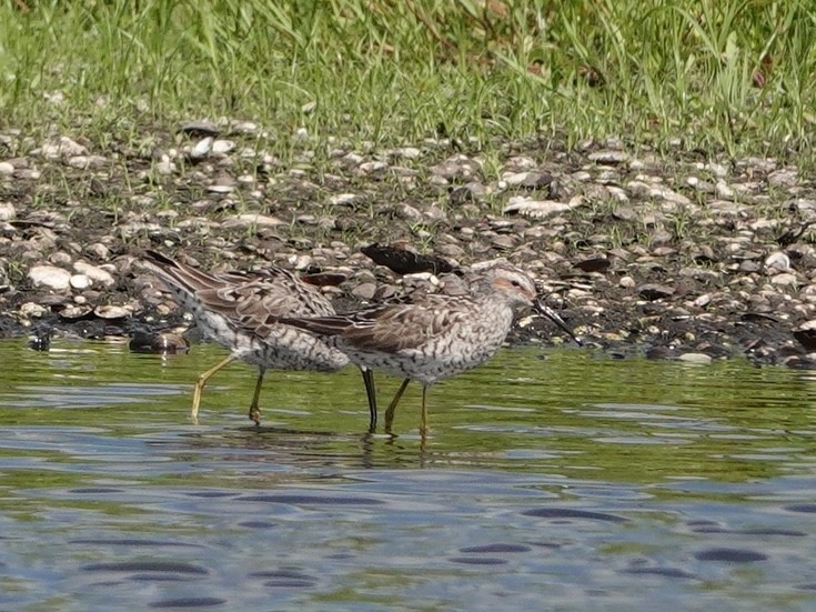 Stilt Sandpiper - ML618503861