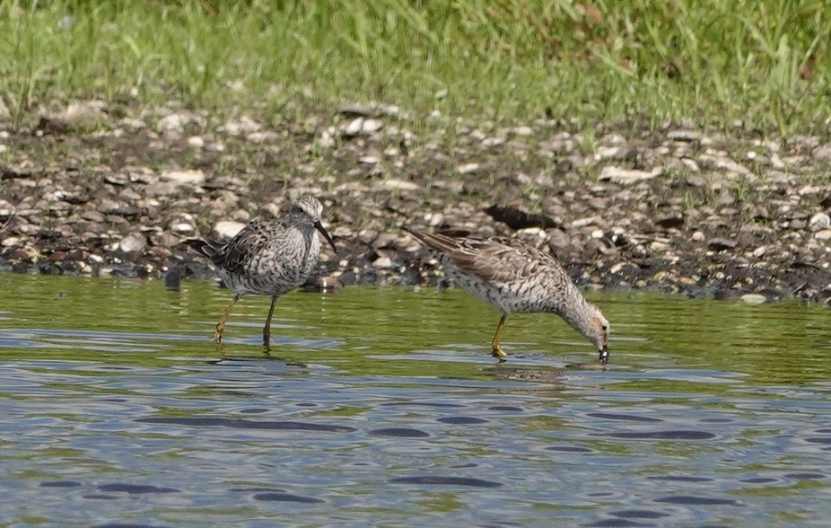 Stilt Sandpiper - ML618503863