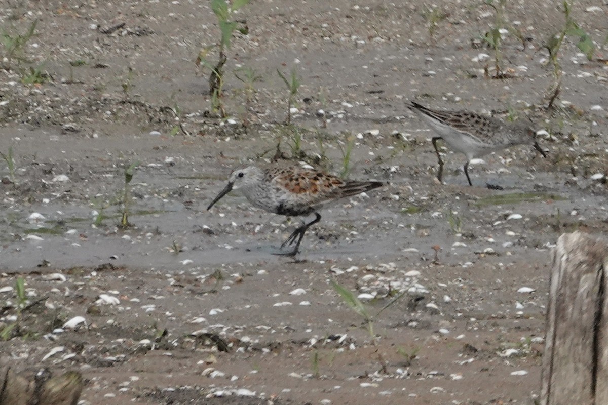 Dunlin - ML618503868