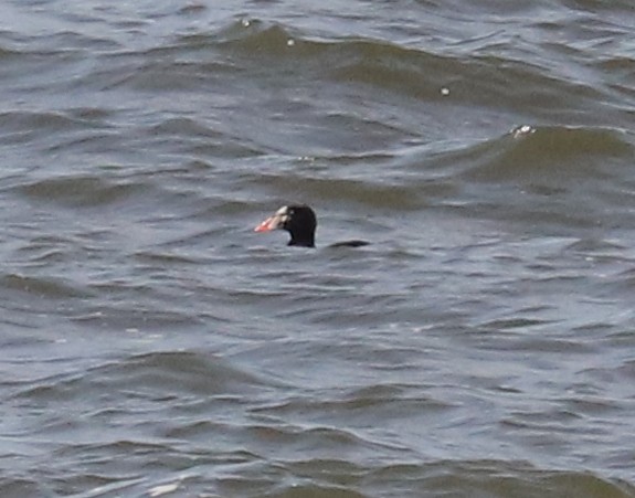 Surf Scoter - ML618503873