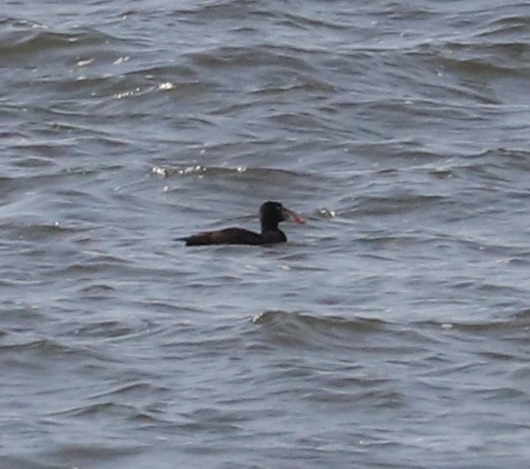 Surf Scoter - Joelle Finley