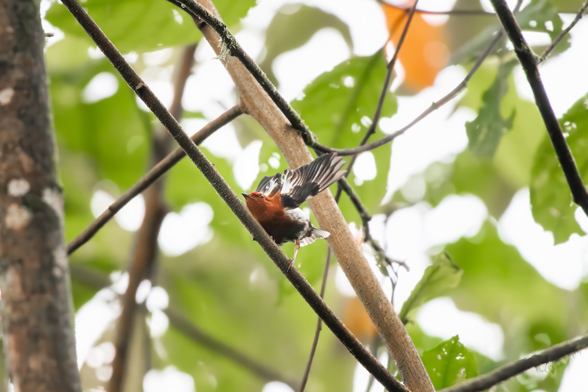 Club-winged Manakin - Bruno Arantes de Andrade Bueno