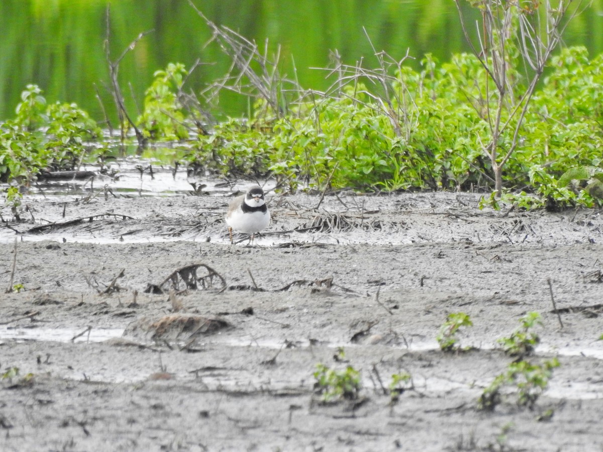 Semipalmated Plover - ML618503925