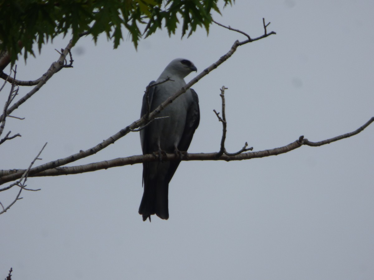 Mississippi Kite - ML618503937