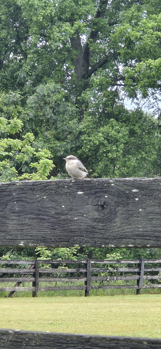 Brown-headed Nuthatch - ML618503944