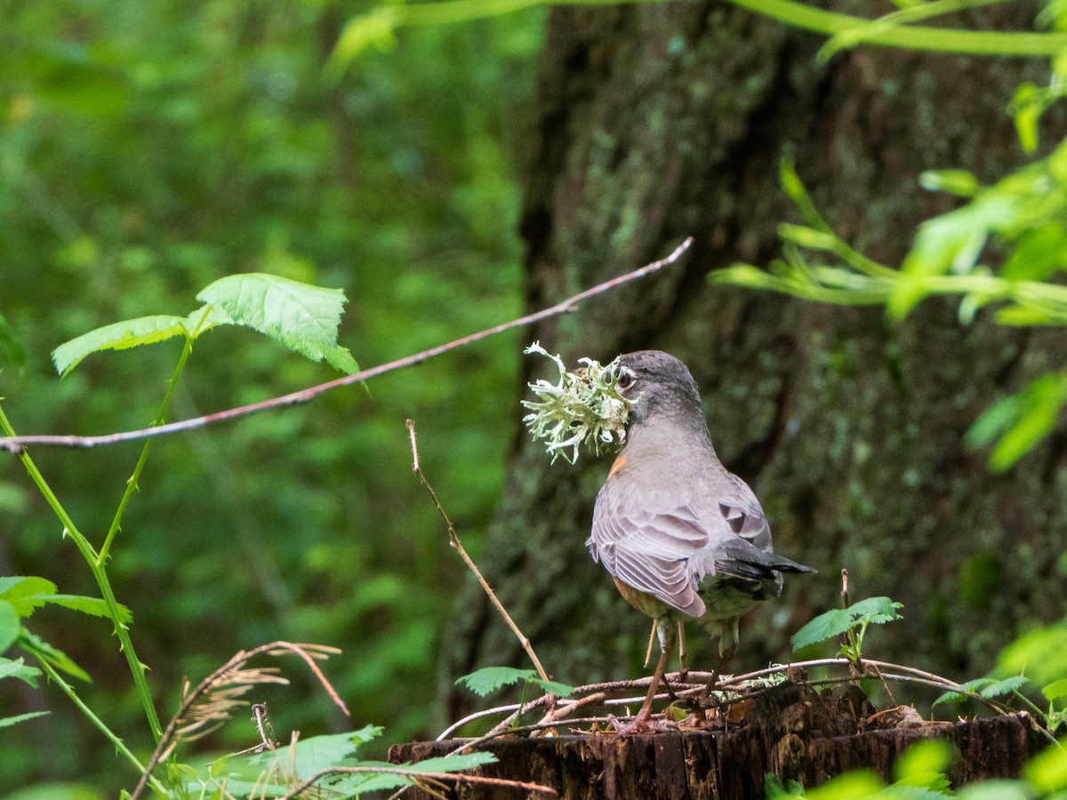 American Robin - Molly LeCompte