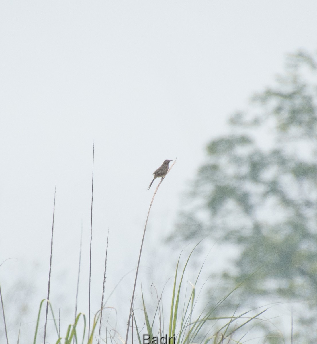 Striated Babbler - Badri Narayan